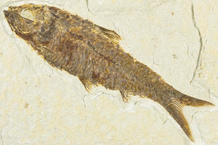 Detailed Fossil Fish (Knightia) - Wyoming #318487